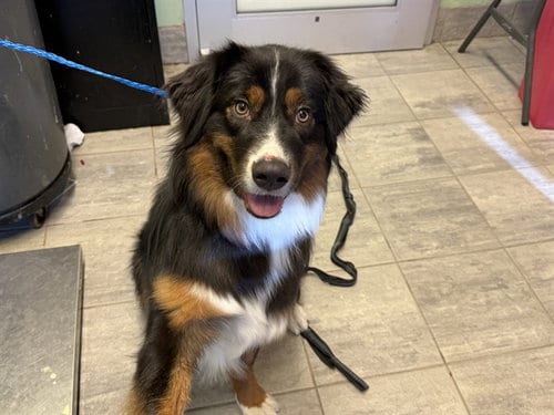 Photo of Toby, adoptable Australian Shepherd in Grand Prairie, Texas