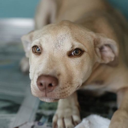 Photo of Lolipop, adoptable American Staffordshire Terrier in San Antonio, Texas