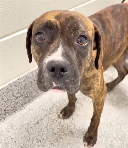 Photo of Stella, adoptable Pit Bull Terrier in Houston, Texas