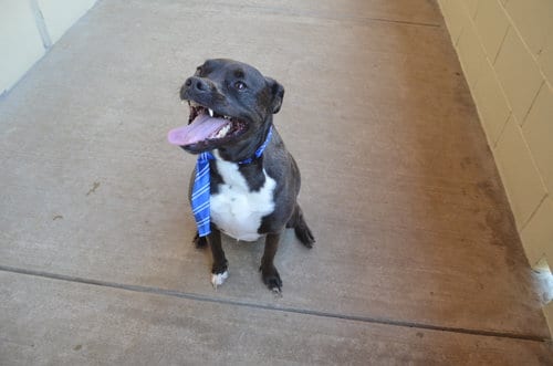 Photo of Gustavo, adoptable American Pit Bull Terrier in McKinney, Texas