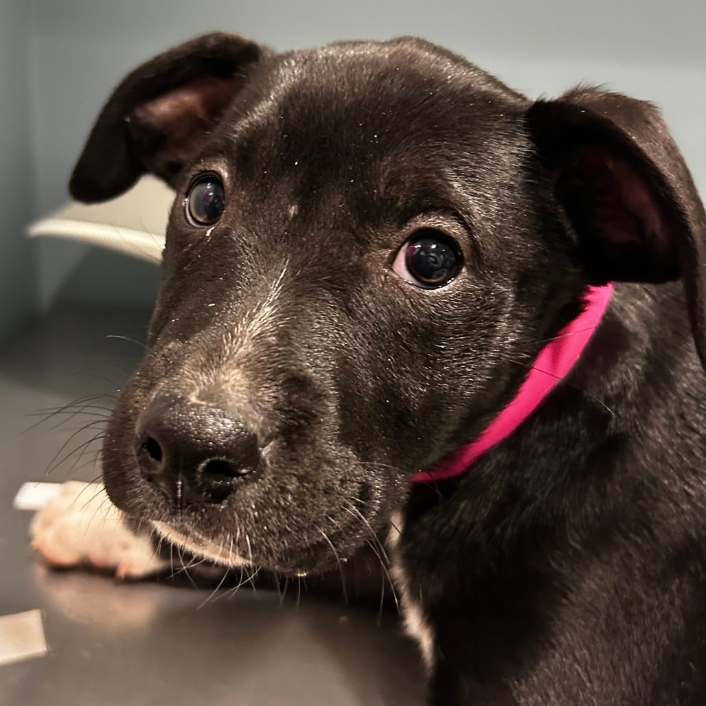 Photo of Mellie, adoptable Mixed Breed (Medium) in Chattanooga, Tennessee