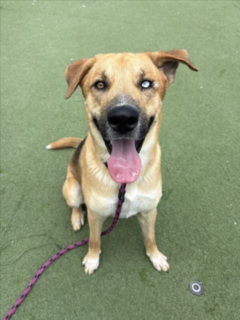 Photo of Lucas, adoptable German Shepherd Dog in Los Angeles, California