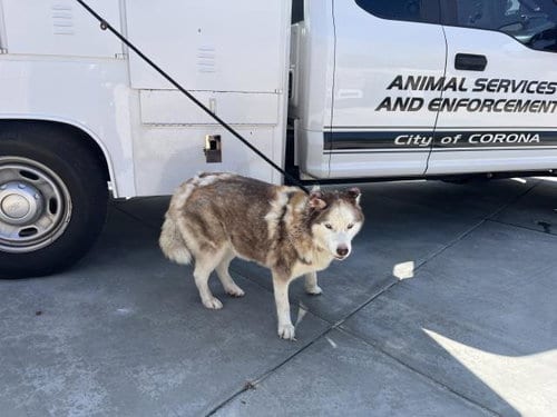 Photo of Riley, adoptable Siberian Husky in Corona, California