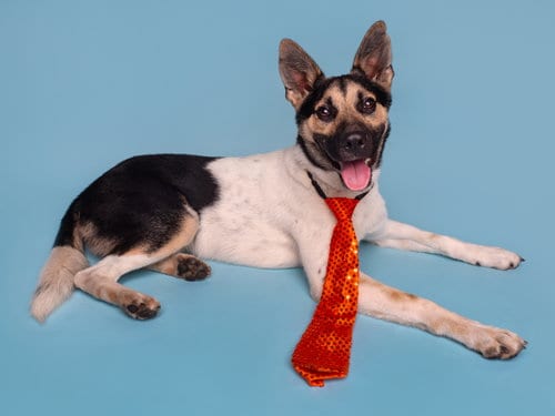 Photo of Ty, adoptable Australian Cattle Dog/Blue Heeler in Romoland, California