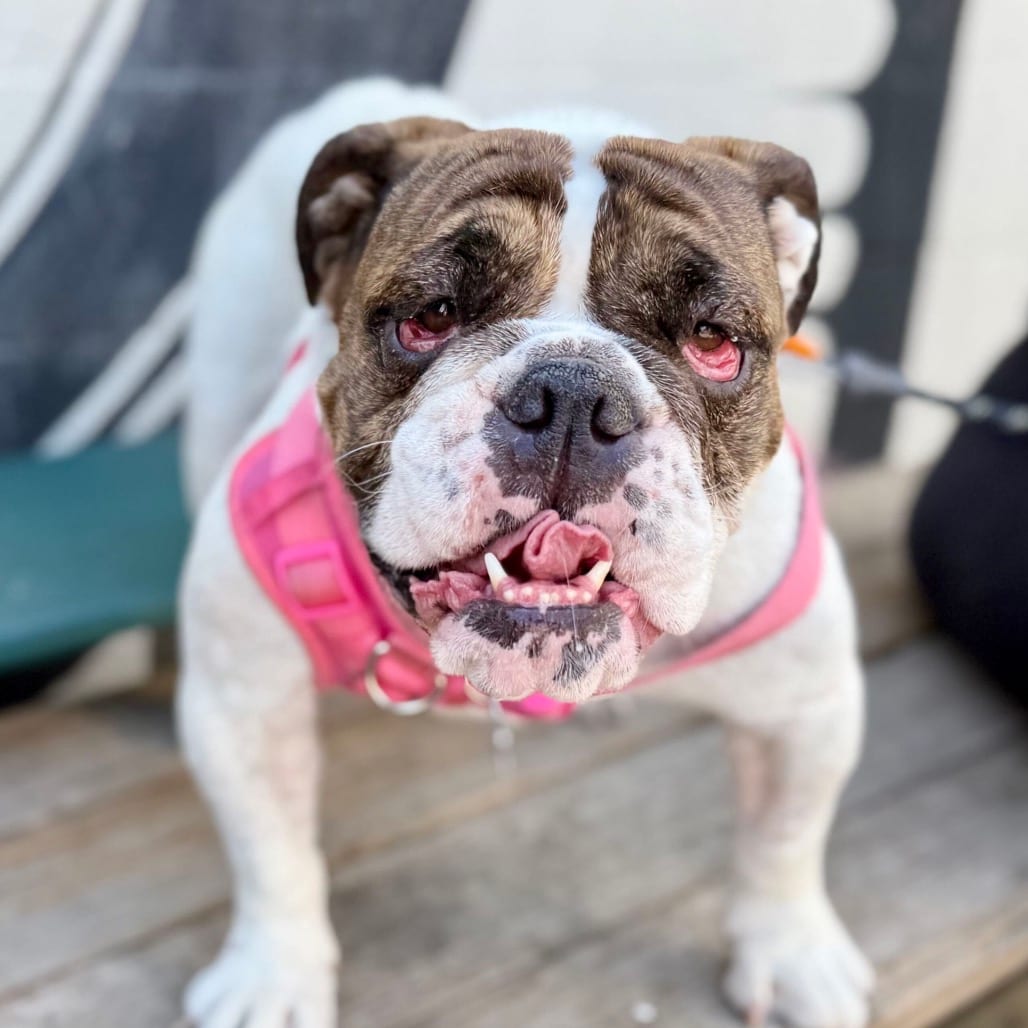 Photo of Bernie, adoptable Bulldog, English in San Francisco, California