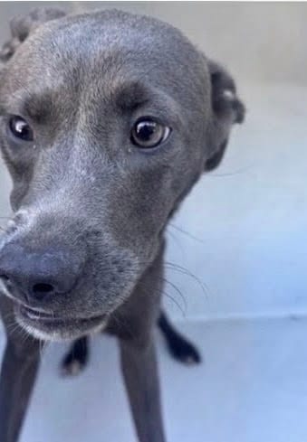 Photo of Senior Weimaraner, adoptable Weimaraner in Houston, Texas
