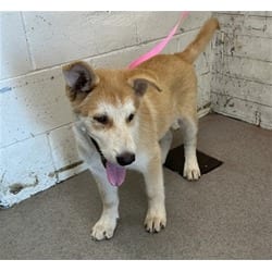 Photo of Gordo, adoptable Husky German Shepherd Dog in San Bernardino, California