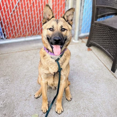 Photo of Twix, adoptable German Shepherd Dog in Oakland, California