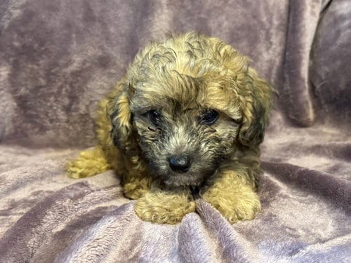 Photo of Winston - In Foster in Rocky Mount, NC, adoptable Poodle (Miniature) in Pacolet, South Carolina