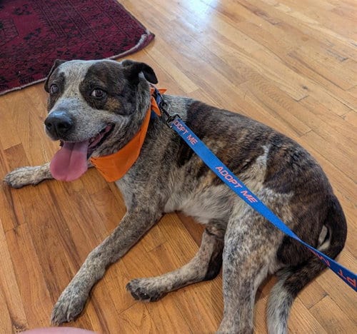 Photo of Hum, adoptable Australian Cattle Dog/Blue Heeler in Albuquerque, New Mexico
