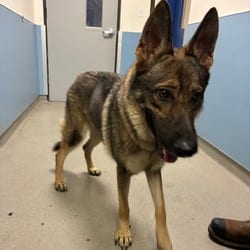 Photo of Diva 4769, adoptable German Shepherd Dog in Loxahatchee, Florida