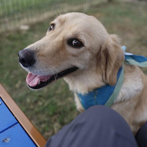 Photo of Sadie, adoptable Golden Retriever in San Antonio, Texas