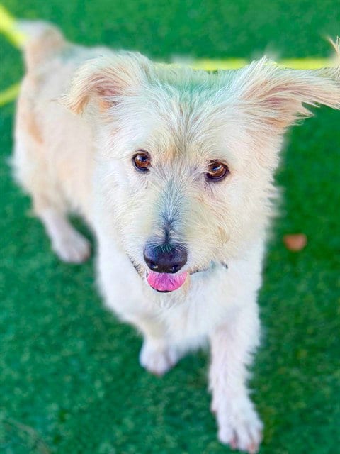Photo of Donkey, adoptable Terrier in Agoura, California