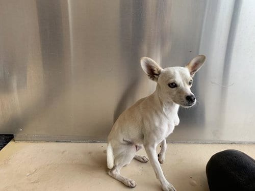 Photo of A1938707, adoptable Chihuahua in Thousand Palms, California