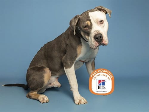Photo of Draco, adoptable American Bulldog in Phoenix, Arizona