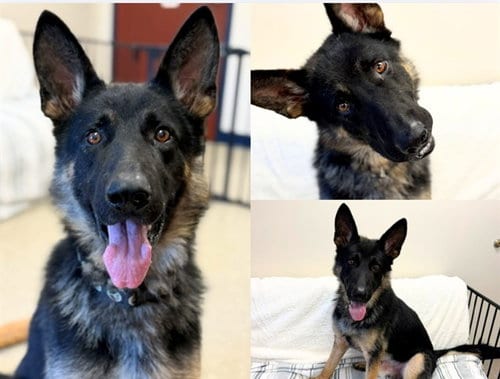Photo of Richie, adoptable German Shepherd Dog in Fort Wayne, Indiana