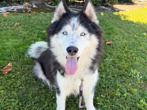 Photo of Lars, adoptable Siberian Husky in Santa Rosa, California