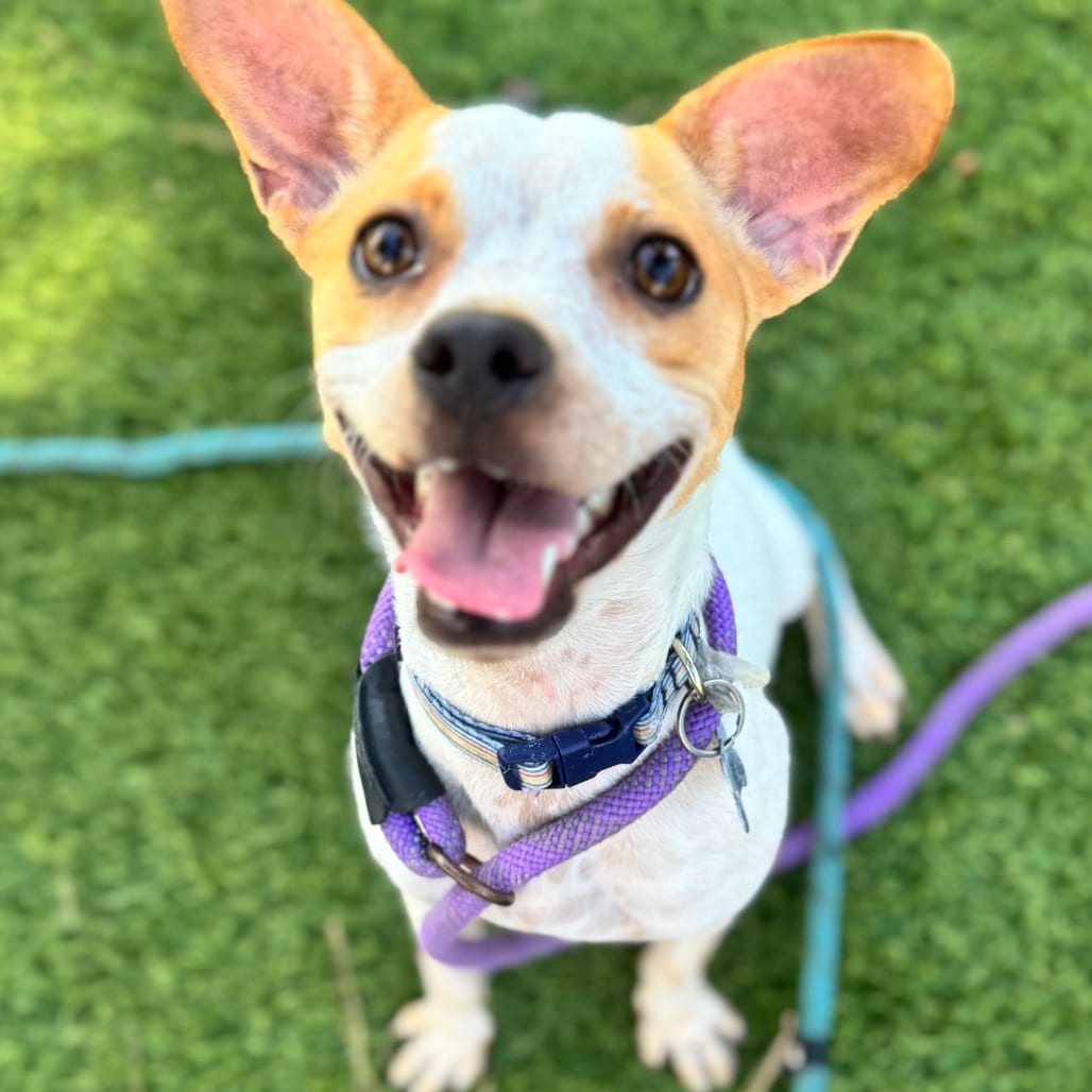 Photo of Quill - City of Industry Location, adoptable Terrier, Jack Russell / Pug