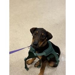 Photo of Daphne, adoptable Shepherd (Unknown Type) in Jurupa Valley, California