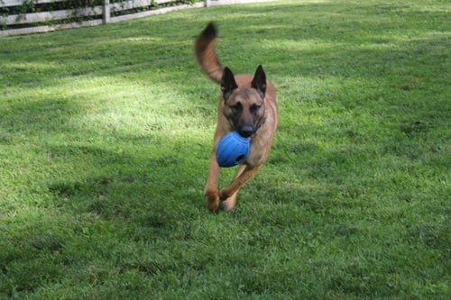 Photo of Peighton - PA, adoptable Belgian Shepherd Malinois in Amherst Junction, Wisconsin