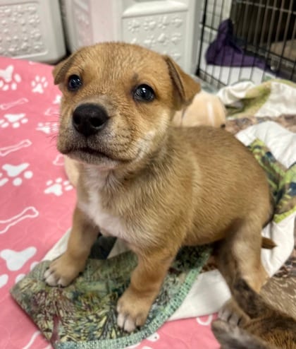 Photo of Cyprus, adoptable Terrier, Pit Bull/Mix in Annapolis, Maryland
