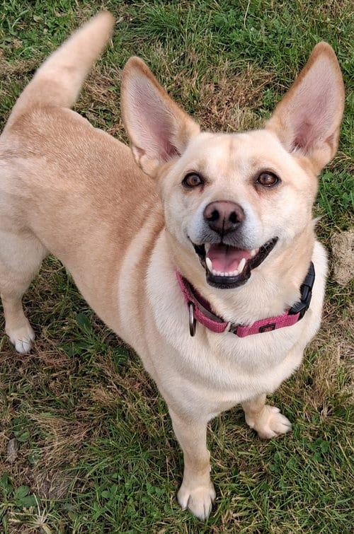 Photo of Bonnie, adoptable Corgi in Cuyahoga Falls, Ohio