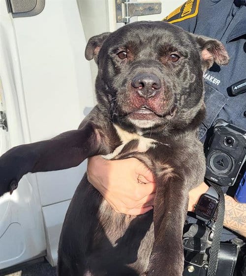 Photo of Dimitri, adoptable American Staffordshire Terrier in San Antonio, Texas