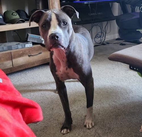 Photo of CD:Ruger, adoptable Staffordshire Bull Terrier in Aurora, Indiana