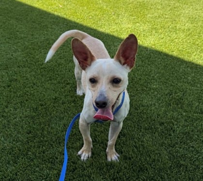 Photo of Rex, adoptable Chihuahua, Short Coat/Mix in Bakersfield, California