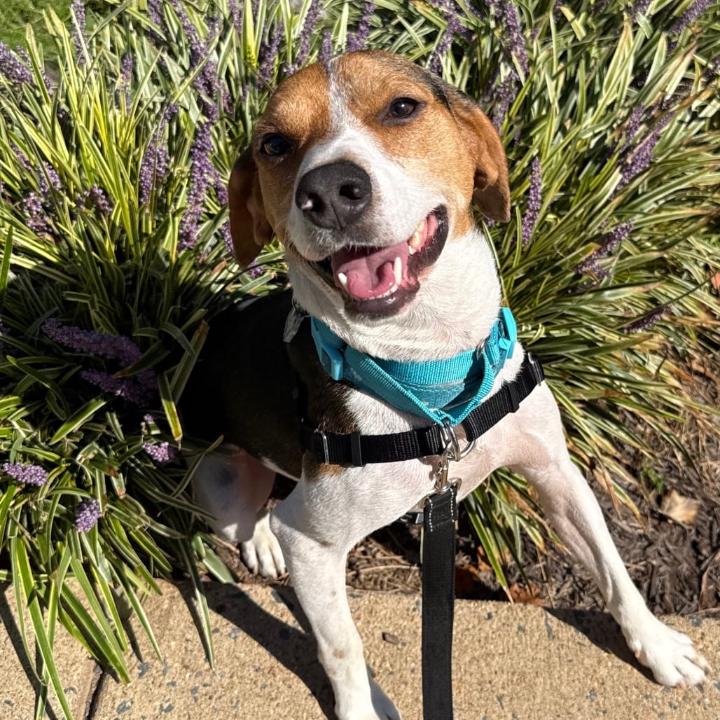 Photo of Shelton, adoptable Beagle in Fairfax Station, Virginia