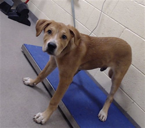 Photo of Wiggle Worm, adoptable Labrador Retriever in Denver, Colorado