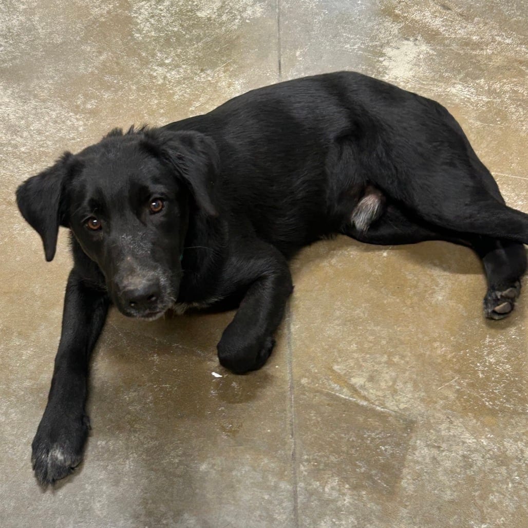 Photo of Crawly, adoptable Mixed Breed (Large) in St. Cloud, Minnesota