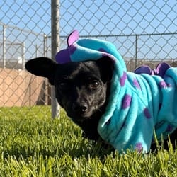 Photo of Winona Low Ryder, adoptable Chihuahua in Santa Maria, California