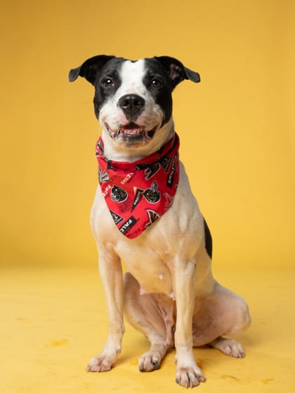 Photo of Mitsy, adoptable dog in Atlanta, Georgia