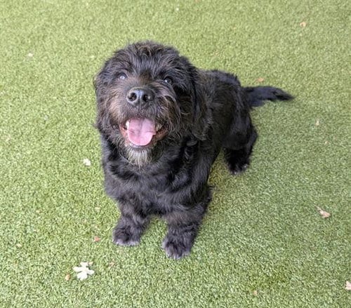 Photo of Fig, adoptable Poodle (Miniature) in San Martin, California