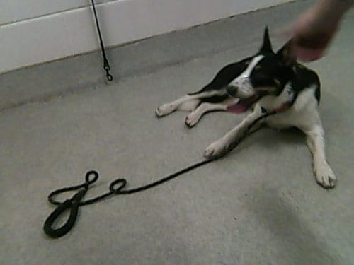 Photo of Echo, adoptable Collie in Fort Collins, Colorado