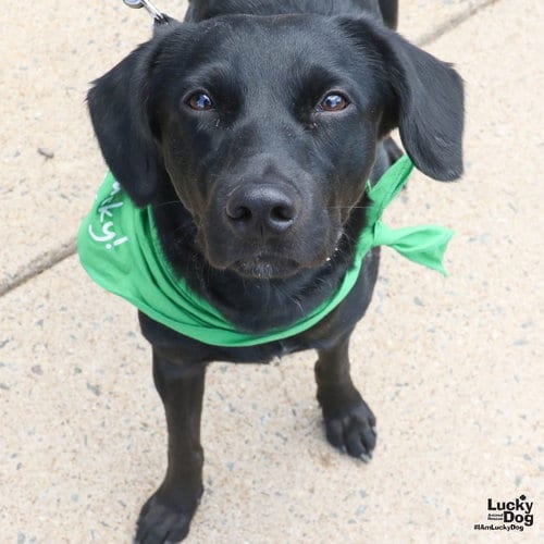Photo of Midnight, adoptable Labrador Retriever in Washington, District of Columbia