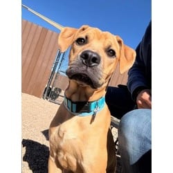 Photo of Apricot, adoptable Boxer in Brighton, Colorado