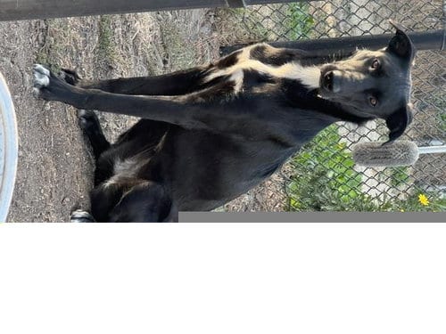 Photo of Luna, adoptable Labrador Retriever in Santa Cruz, California