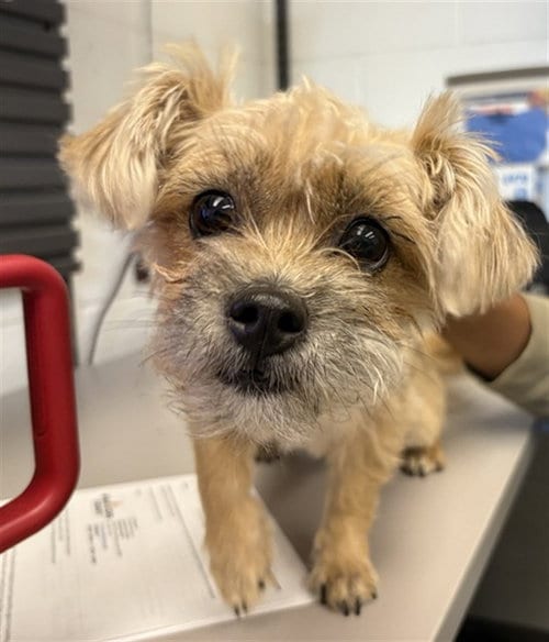 Photo of Chica, adoptable Shih Tzu in Mesa, Arizona