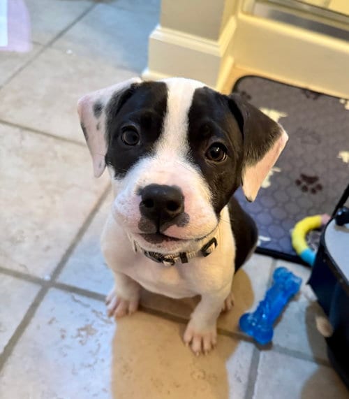 Photo of Almond Joy Candy Litter (Trixie mom), adoptable Terrier in Holly Springs, North Carolina
