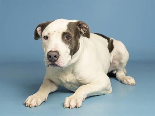 Photo of Huxley, adoptable American Pit Bull Terrier in Phoenix, Arizona