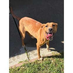 Photo of Bailey, adoptable Golden Retriever in Washington, North Carolina