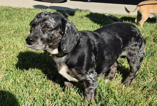 Photo of Briggs, adoptable Dachshund in Salt Lake City, Utah