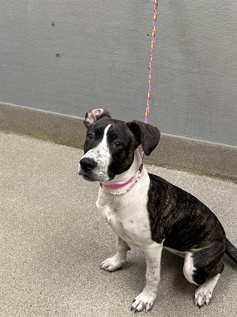 Photo of Belle, adoptable Pit Bull Terrier in Las Vegas, Nevada