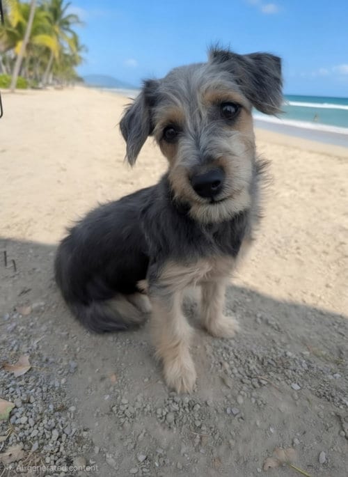 Photo of Fiver, adoptable Scottish Terrier Scottie in Yreka, California
