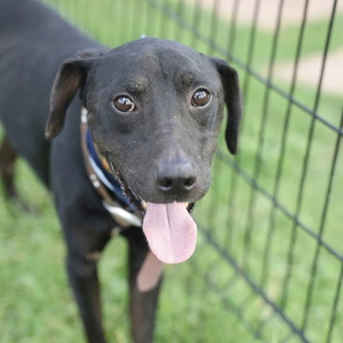 Photo of Midnight, adoptable Labrador Retriever in San Antonio, Texas