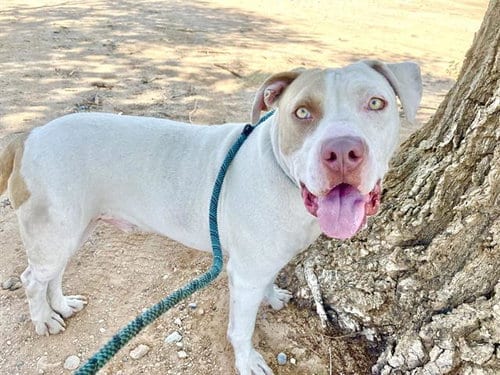 Photo of Frazier, adoptable American Pit Bull Terrier in Albuquerque, New Mexico