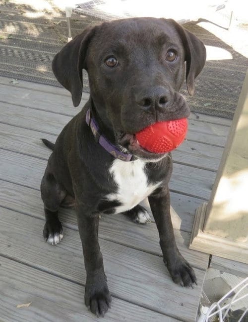 Photo of Ace, adoptable Labrador Retriever in Grovertown, Indiana
