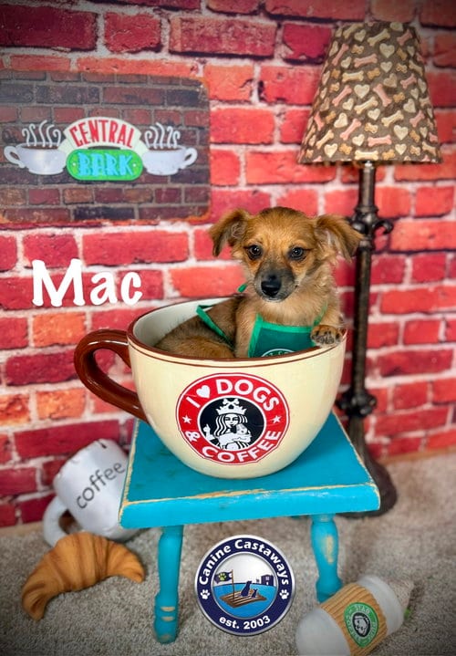 Photo of Mac, adoptable Dachshund in Arcadia, Florida
